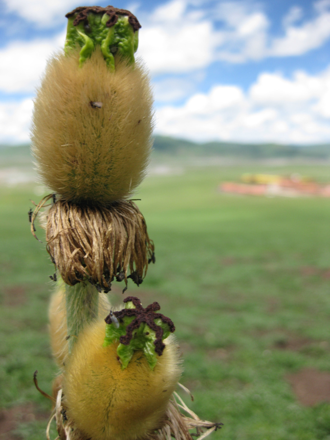 Maxwell Fazio's "Dry Flower"