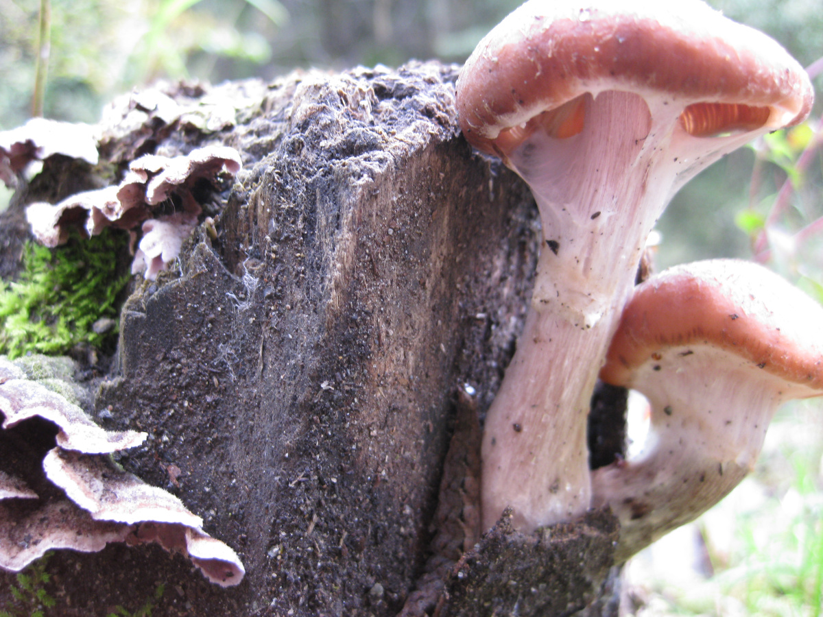 Maxwell Fazio's "Mushies"