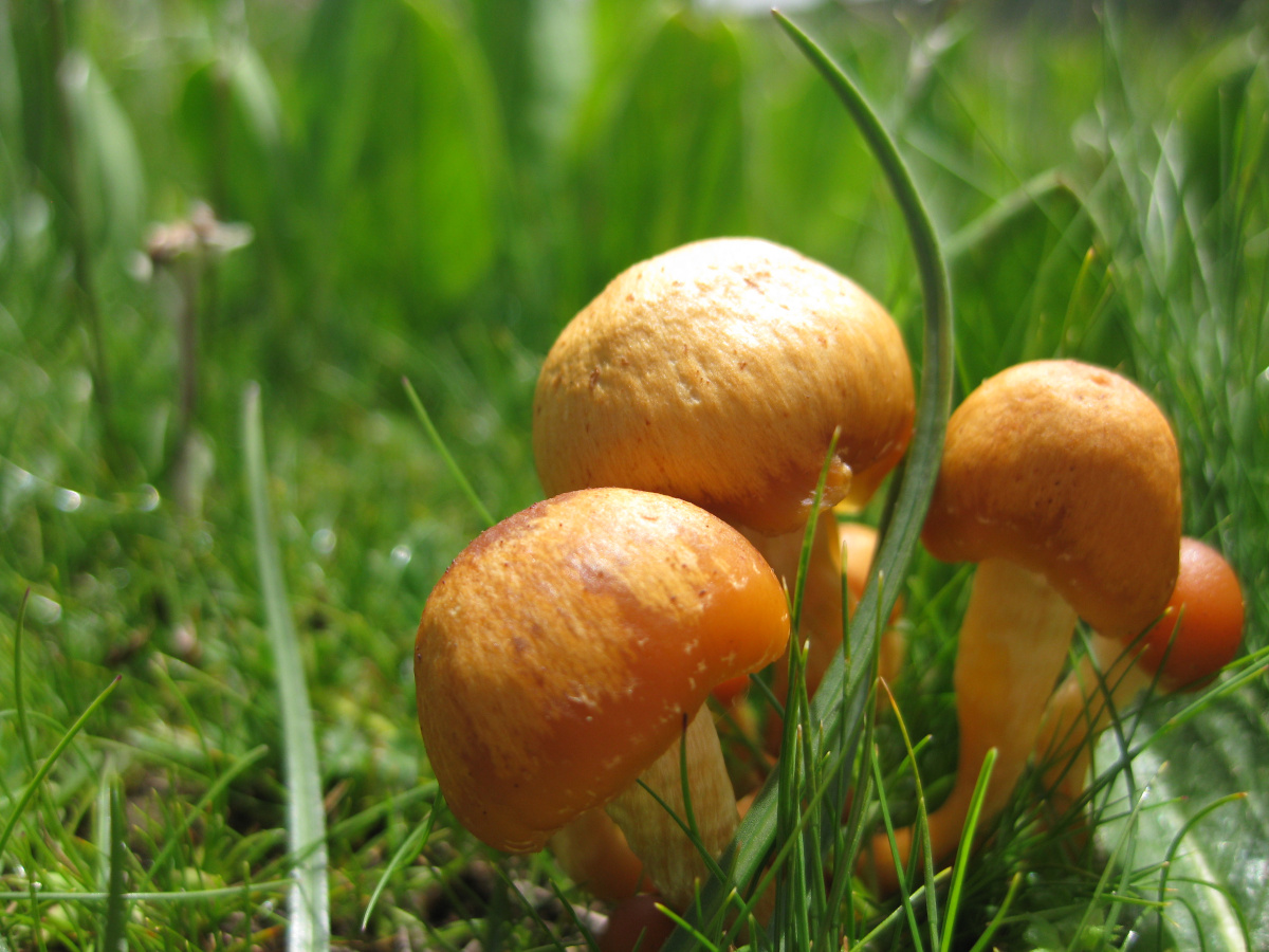 Maxwell Fazio's "Orange Mushies"