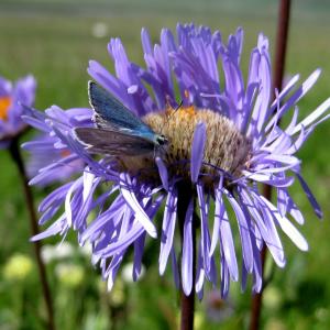 Maxwell Fazio's "Moth & Flower"