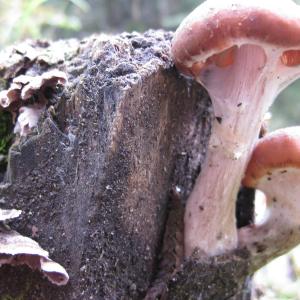 Maxwell Fazio's "Mushies"